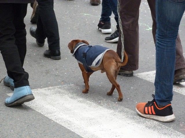 carnaval 18 mars 2018 (133).jpg